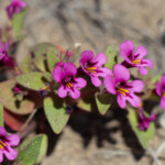 Dwarf Purple Monkeyflower (Diplacus nanus)