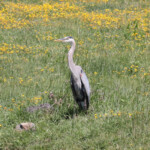 Great Blue Heron (Ardea herodias)