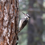 Female Hairy Woodpecker (Dryobates villosus)