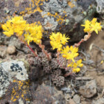 Lanceleaf Stonecrop (Sedum lanceolatum)