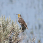 Western Meadowlark (Sturnella neglecta)