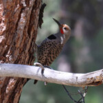 Male Northern Red-shafted Flicker (Colaptes auratus ssp. cafer)