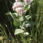 Showy Milkweed (Asclepias speciosa)