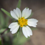 Whitedaisy Tidytips (Layia glandulosa)