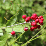 Red Baneberry (Actaea rubra)