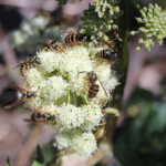Kneeling Angelica (Angelica genuflexa)