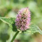 Nettle-leaf Giant Hyssop (Agastache urticifolia) Nettle-leaf Giant Hyssop (Agastache urticifolia)