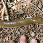 Pacific Banana Slug (Ariolimax columbianus)