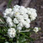 Pearly Everlasting (Anaphalis margaritacea)