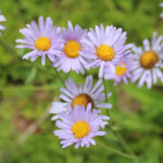 Subalpine Fleabane (Erigeron glacialis)