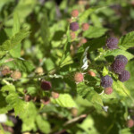 Whitebark Raspberry (Rubus leucodermis)