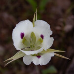 White Mariposa Lily (Calochortus eurycarpus)