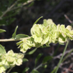 Hopsage (Grayia spinosa)