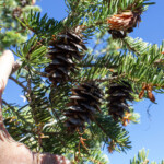 Rocky Mountains Douglas-Fir (Pseudotsuga menziesii var. glauca)