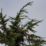 Mountain Hemlock (Tsuga mertensiana)