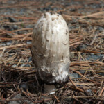 Shaggy Mane (Coprinus comatus)