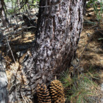 Sugar Pine (Pinus lambertiana)