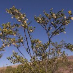 Creosote Bush (Larrea tridentata)