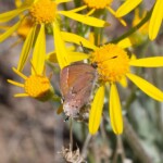 Juniper Hairstreak (Callophrys gryneus)