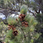Singleleaf Pinyon (Pinus monophylla)