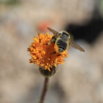 Western Leafcutter (Megachile perihirta)