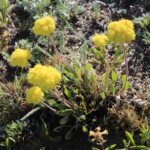 Alpine Golden Buckwheat (Eriogonum flavum)