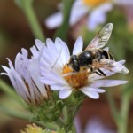 Black-footed Drone Fly (Eristalis hirta)