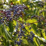 Blue Elder (Sambucus cerulea)