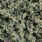 Common Juniper (Juniperus communis)