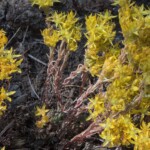 Lanceleaf Stonecrop (Sedum lanceolatum)