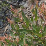 Poke Knotweed (Koenigia phytolaccifolia)