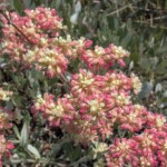 Parsnipflower Buckwheat (Eriogonum heracleoides)