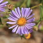 Western Aster (Symphyotrichum ascendens)