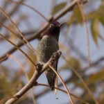 Anna's Hummingbird (Calypte anna)
