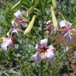 Purple-flowered Washington Lily (Lilium washingtonianum ssp. purpurascens)