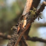 Rufous Hummingbird (Selasphorus rufus)