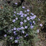 Southwestern Mock Vervain (Glandularia gooddingii)