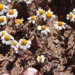 White Easterbonnets (Eriophyllum lanosum)