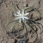 Common Starlily (Leucocrinum montanum)