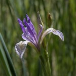 Western Blue Flag (Iris missouriensis)